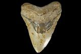 Huge, Fossil Megalodon Tooth - North Carolina #119401-1